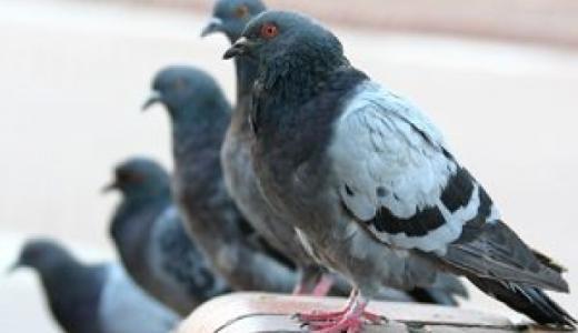 Palomas