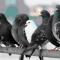 Foto palomas