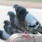 Palomas