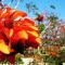 plantas